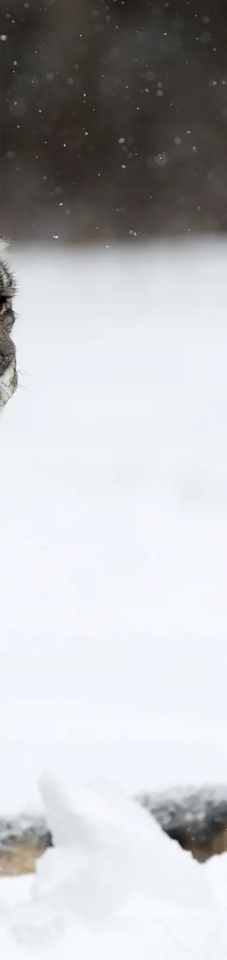 Ausflug in die Heimat der Schneeleoparden